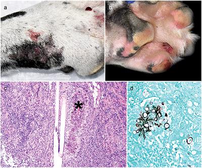Successful Treatment of Cutaneous <mark class="highlighted">Curvularia</mark> geniculata, Nocardia niigatensis, and Viral Papillomatosis in a Dog During the Therapeutic Management of Immune-Mediated Hemolytic Anemia